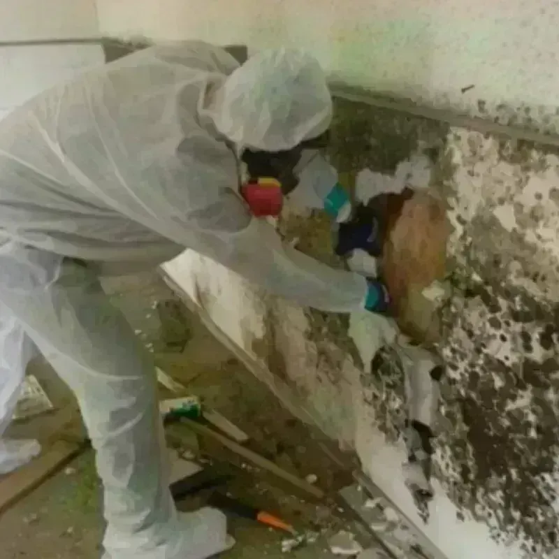 Mold Remediation and Removal in Cypress, CA